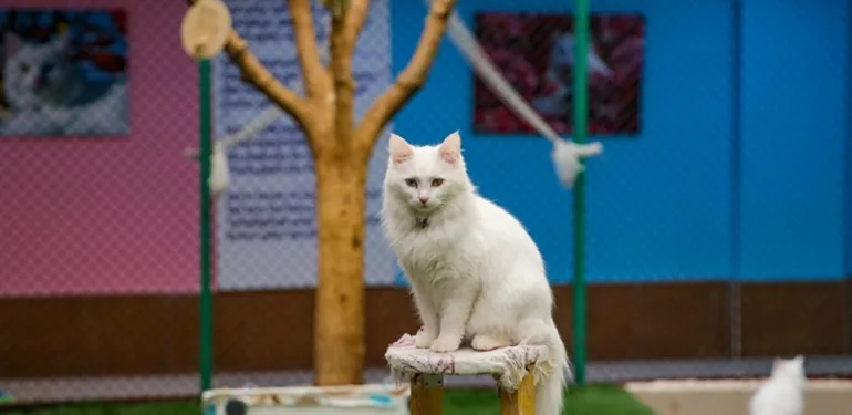 Orijinal formuna yakın Van kedisi sayısı arttırılıyor! 30 kedi damızlık olarak seçildi